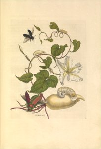 Metamorphosis insectorum Surinamensium - KW 1792 A 19 - plaat50