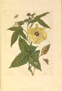 Metamorphosis insectorum Surinamensium - KW 1792 A 19 - plaat42