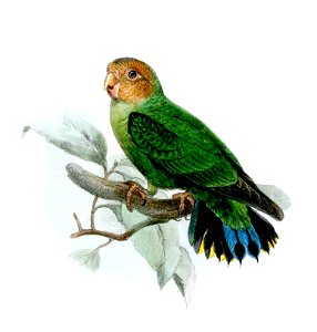NasiternaPusioWolf