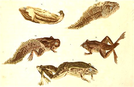 Metamorphosis insectorum Surinamensium LXXI