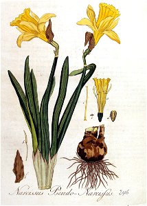 Narcissus pseudo-narcissus — Flora Batava — Volume v4