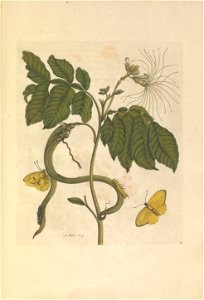 Metamorphosis insectorum Surinamensium - KW 1792 A 19 - plaat51
