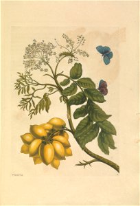 Metamorphosis insectorum Surinamensium - KW 1792 A 19 - plaat13