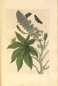 Metamorphosis insectorum Surinamensium - KW 1792 A 19 - plaat30