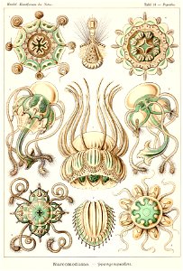 Narcomedusae Tafel 16 Kunstformen der Natur Ernst Haeckel