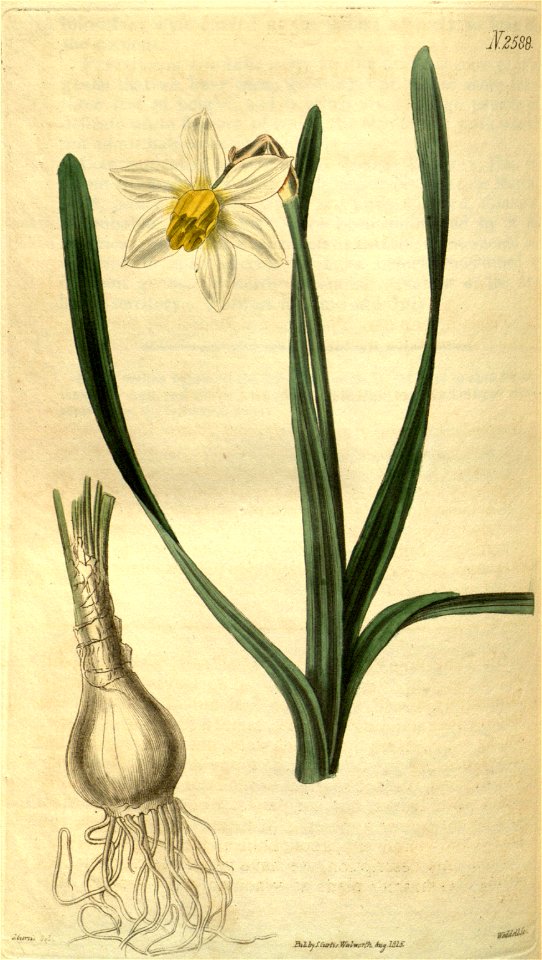 Narcissus macleayi