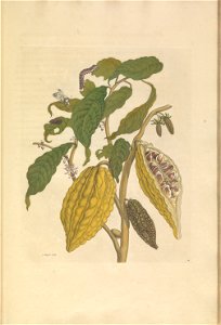 Metamorphosis insectorum Surinamensium - KW 1792 A 19 - plaat26