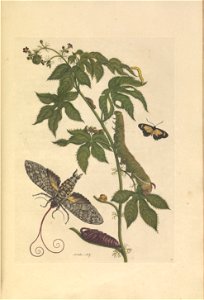 Metamorphosis insectorum Surinamensium - KW 1792 A 19 - plaat38