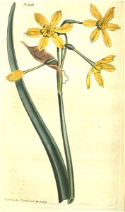 Narcissus tazetta subsp. aureus (bifrons)
