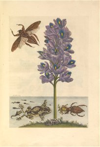 Metamorphosis insectorum Surinamensium - KW 1792 A 19 - plaat56