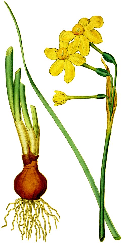 Narcissus jonquilla 1787