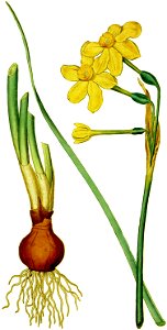 Narcissus jonquilla 1787. Free illustration for personal and commercial use.
