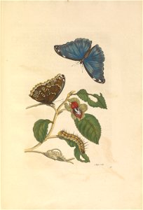 Metamorphosis insectorum Surinamensium - KW 1792 A 19 - plaat53