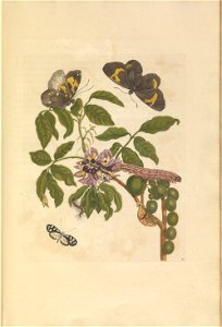 Metamorphosis insectorum Surinamensium - KW 1792 A 19 - plaat35