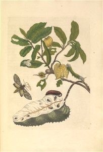 Metamorphosis insectorum Surinamensium - KW 1792 A 19 - plaat14