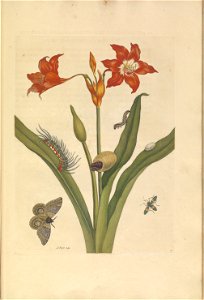 Metamorphosis insectorum Surinamensium - KW 1792 A 19 - plaat22