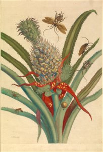 Metamorphosis insectorum Surinamensium - KW 1792 A 19 - plaat1