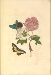 Metamorphosis insectorum Surinamensium - KW 1792 A 19 - plaat31