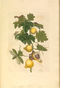 Metamorphosis insectorum Surinamensium - KW 1792 A 19 - plaat27