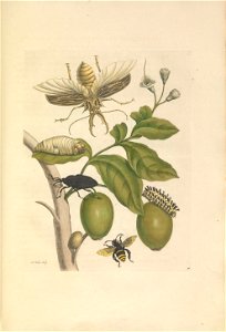 Metamorphosis insectorum Surinamensium - KW 1792 A 19 - plaat48