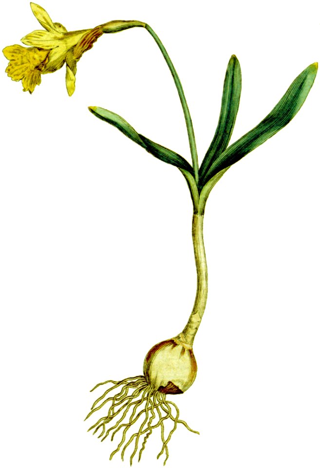 Narcissus minor 1797