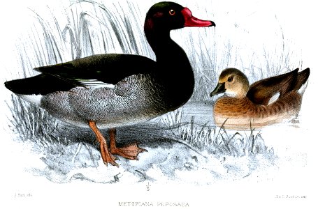 MetopianaPeposacaSmit