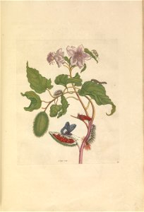 Metamorphosis insectorum Surinamensium - KW 1792 A 19 - plaat44