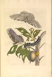 Metamorphosis insectorum Surinamensium - KW 1792 A 19 - plaat20