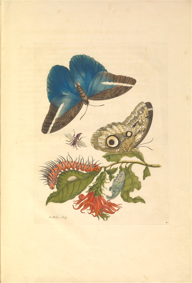 Metamorphosis insectorum Surinamensium - KW 1792 A 19 - plaat60