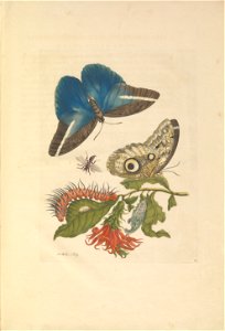 Metamorphosis insectorum Surinamensium - KW 1792 A 19 - plaat60