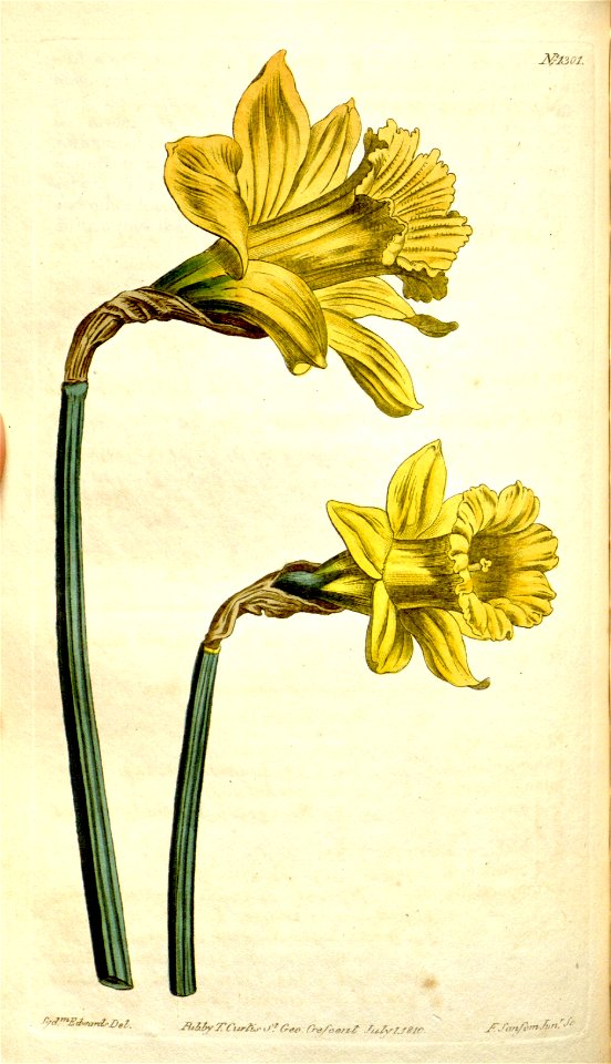 Narcissus major 1301