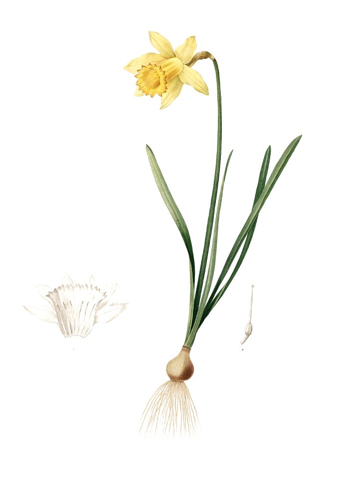 Narcissus pseudonarcissus - Les liliacées - vol. 3 - t. 158 - clean