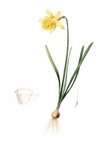 Narcissus pseudonarcissus - Les liliacées - vol. 3 - t. 158 - clean