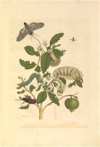 Metamorphosis insectorum Surinamensium - KW 1792 A 19 - plaat57