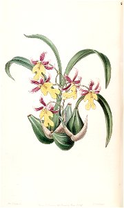 Mexicoa ghiesbreghtiana (as Odontoglossum warneri var. purpuratum) - Edwards vol 33 (NS 10) pl 20 (1847)