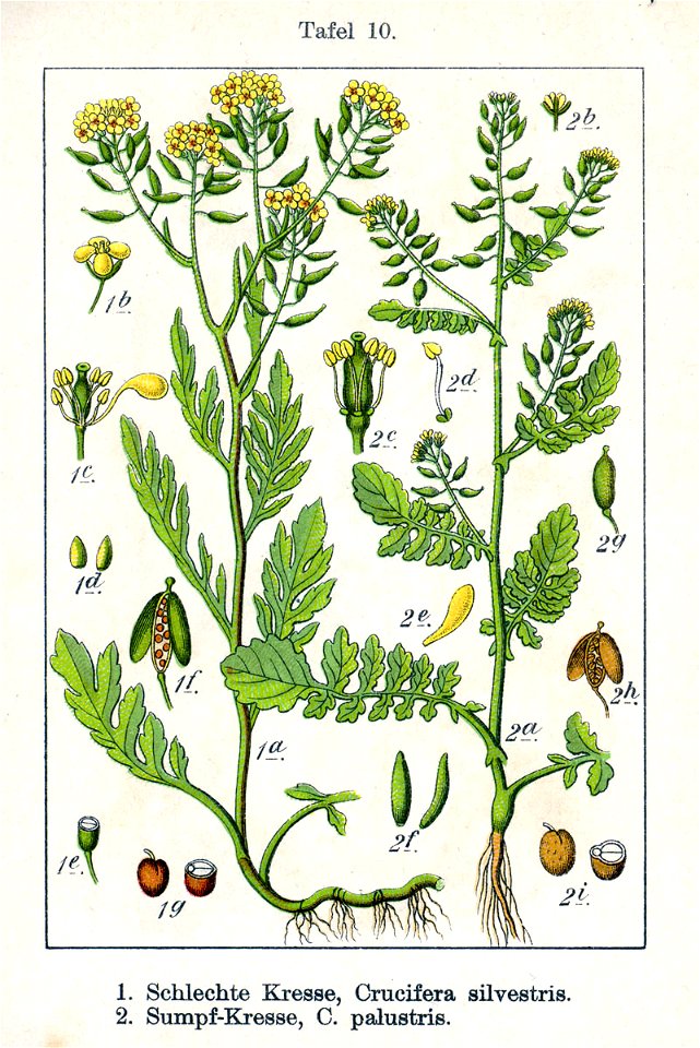 Nasturtium spp Sturm10