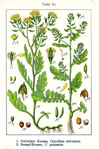 Nasturtium spp Sturm10