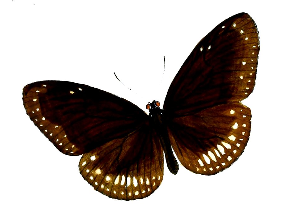 NarmadaMontanaF 51 2a