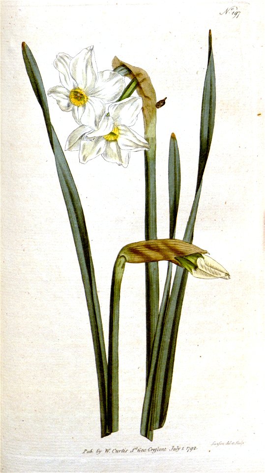 Narcissus × medioluteus (biflorus)