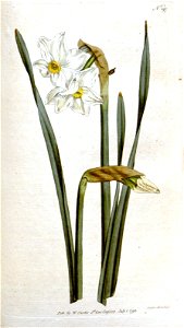 Narcissus × medioluteus (biflorus)