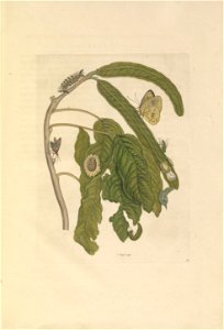 Metamorphosis insectorum Surinamensium - KW 1792 A 19 - plaat58