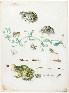 Metamorphosis of a Frog by Maria Sibylla Merian
