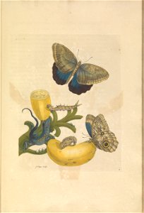 Metamorphosis insectorum Surinamensium - KW 1792 A 19 - plaat23