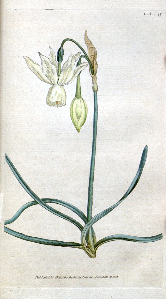 Narcissus triandrus Curtis