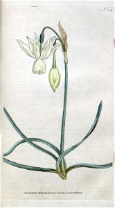 Narcissus triandrus Curtis
