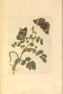 Metamorphosis insectorum Surinamensium - KW 1792 A 19 - plaat32