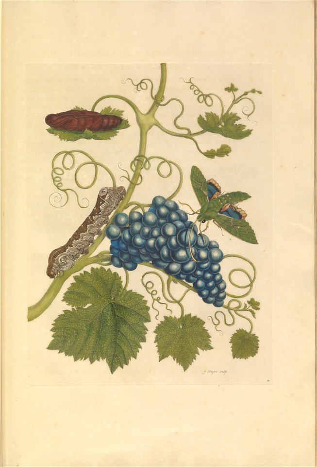 Metamorphosis insectorum Surinamensium - KW 1792 A 19 - plaat34