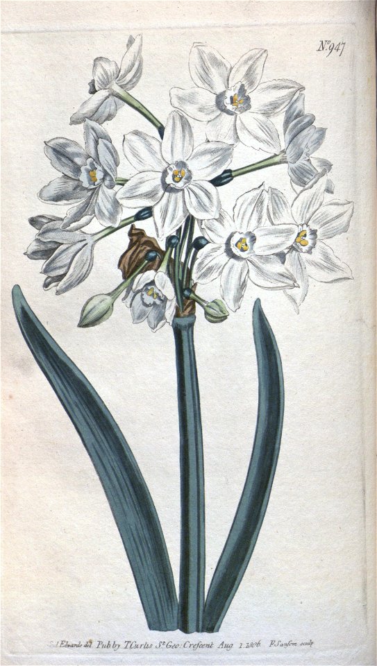 Narcissus papyraceus