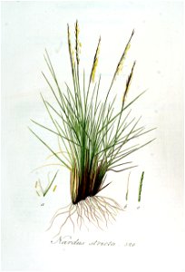 Nardus stricta — Flora Batava — Volume v7
