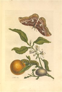 Metamorphosis insectorum Surinamensium - KW 1792 A 19 - plaat52